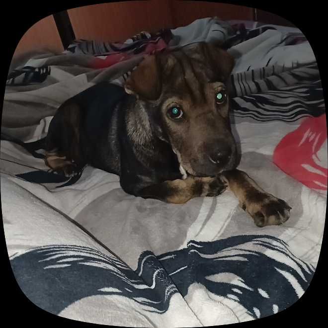 Cățelușa shar pei