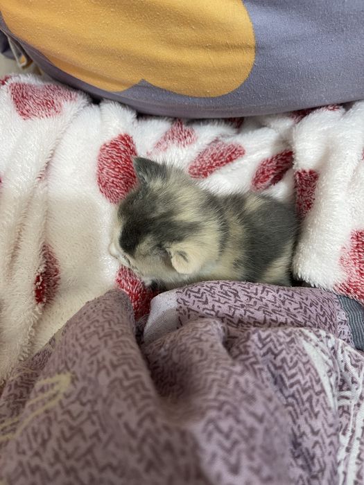 мысық сатылады бесплотно