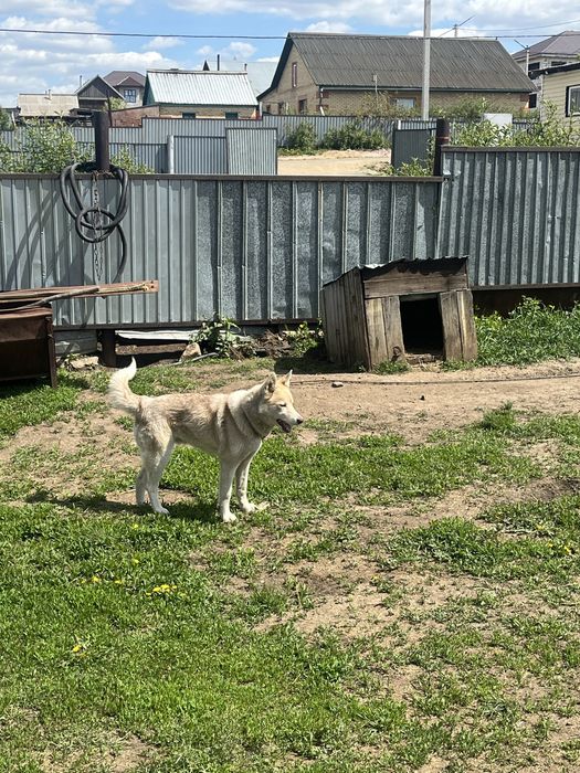 Продам собаку хаски