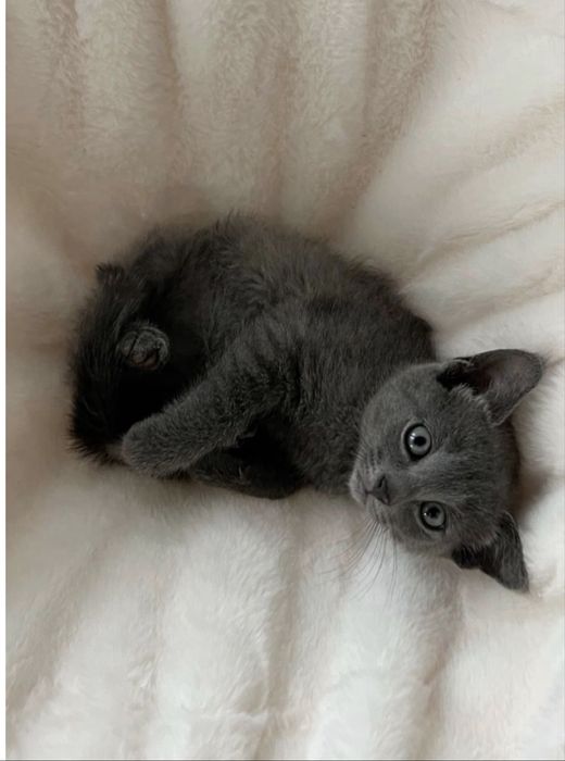 В добрые руки котят