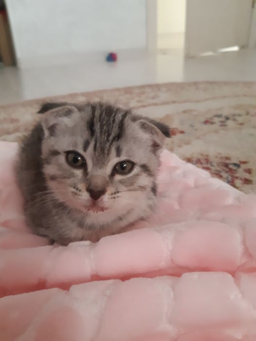 Шотландская кошка  10/10