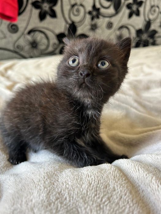 Отдам черную кошечку