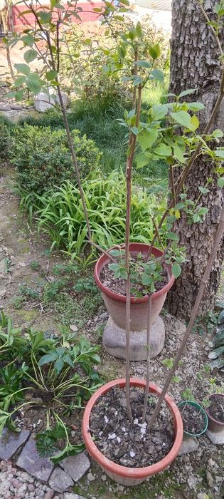 Продается жасмин для сада(чубушник)