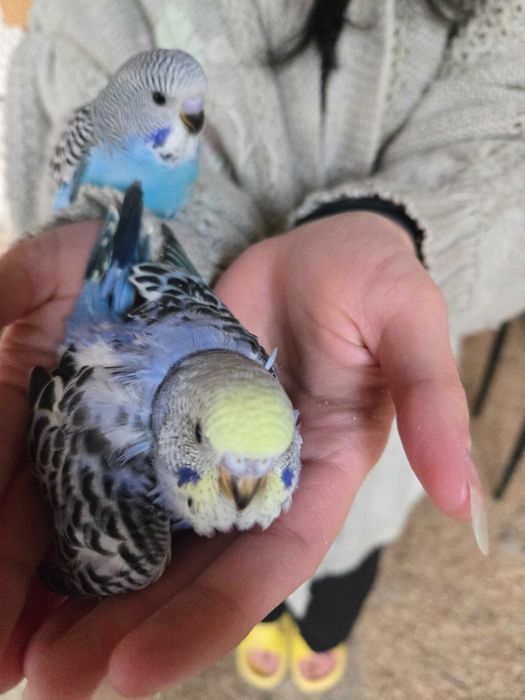 Волнистый попугайчик волнистый попугай