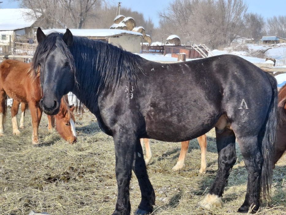 Новоалтайская жеребец