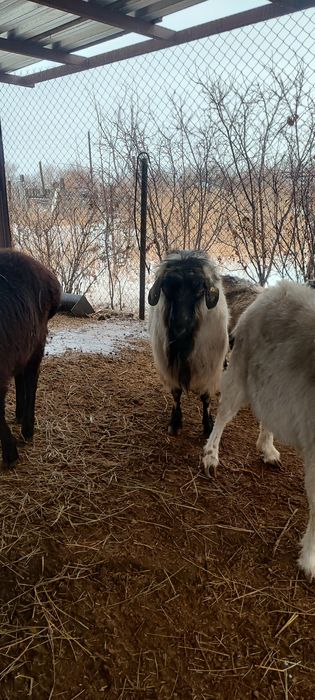 Продам альпийского козла
