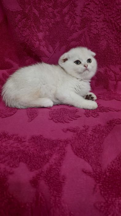 Продаётся чистокровная шотландская девочка скоттиш фолд
