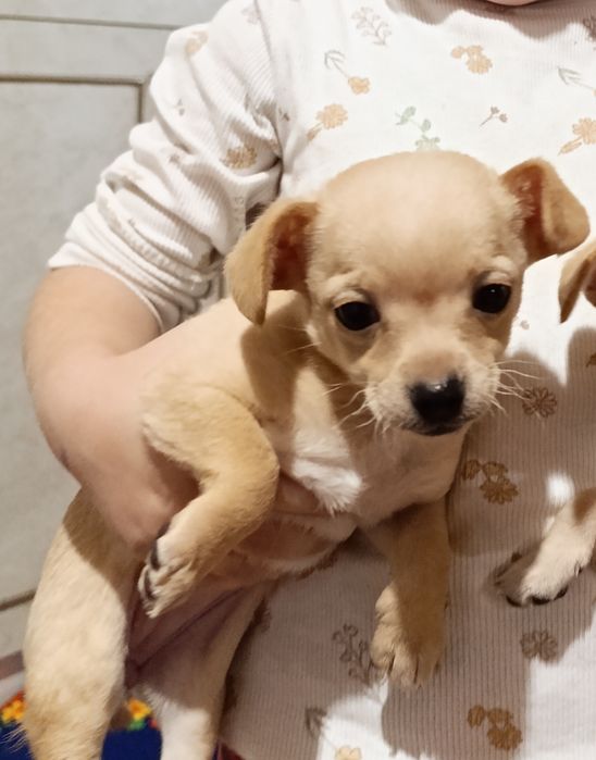 Продавам мини пинчер 10.10.2025