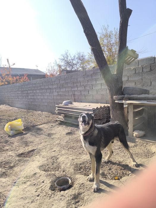 Alabay aprelda tugʻilgan 7 oylik