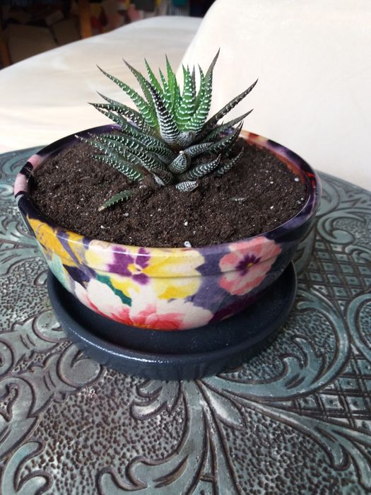 Цветы-прекрасный подарок