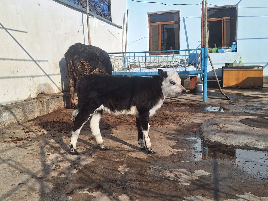 Токал биринши тумасы