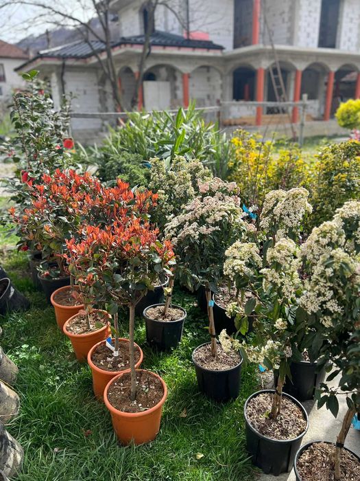 Plante pentru Curte, Terasa si Balcon