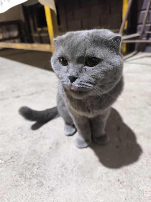 Продается Шотландская Scottish Fold