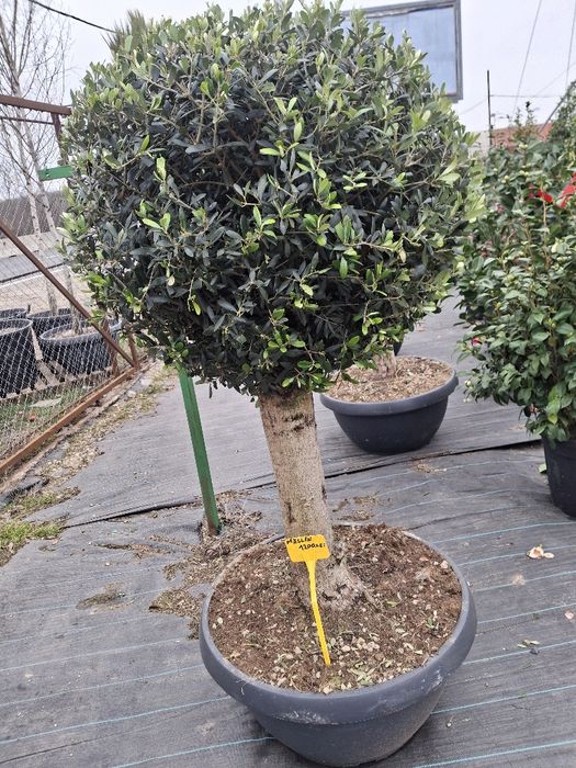 Vând plante ornamentale și livrez
