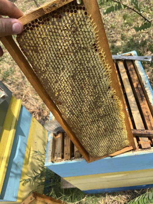 Пчелен мед “Букет”