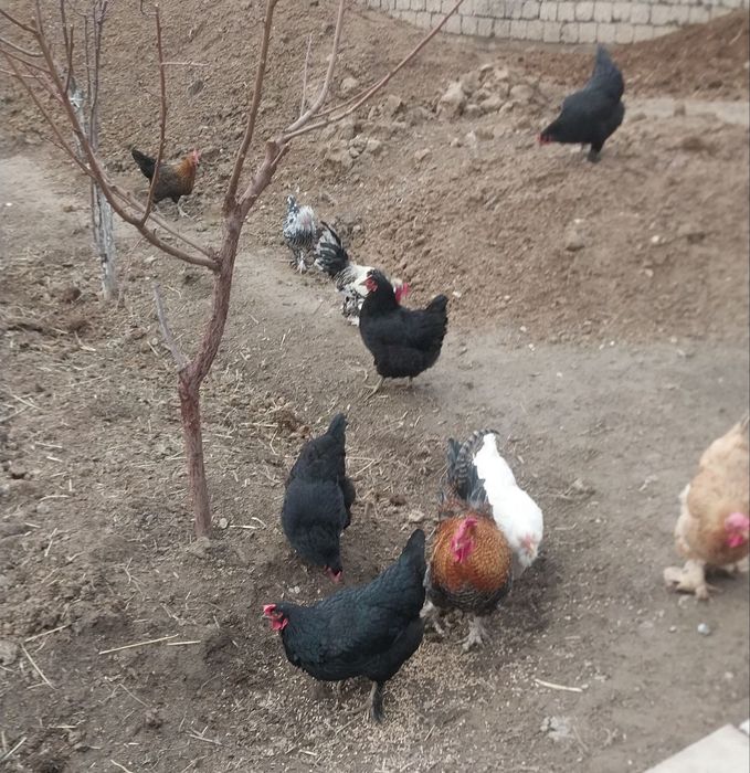 Toviq va qush ini sotiladi