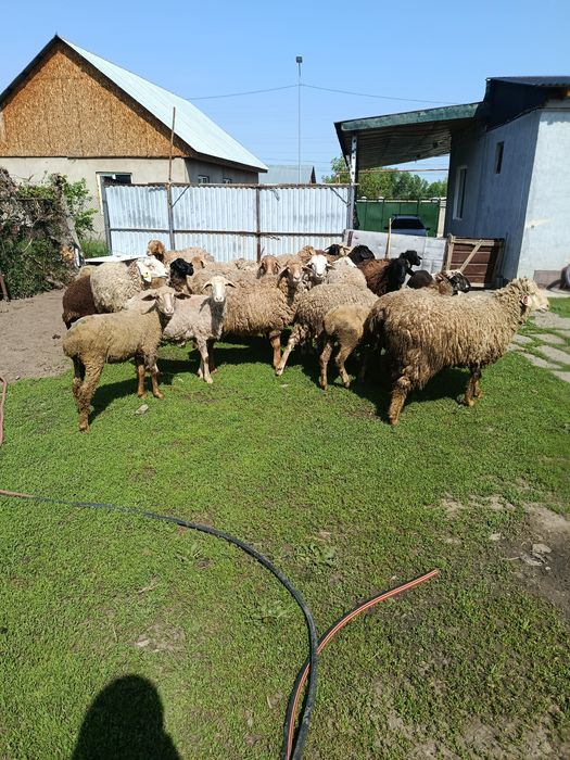 В продажи Жирных Баран.