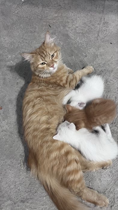Котята в хорошие руки