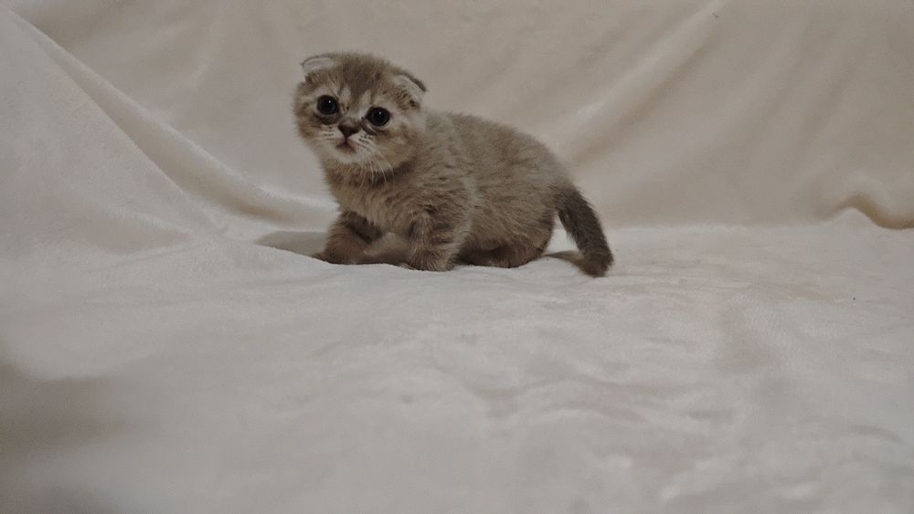 Продам шотландских котят