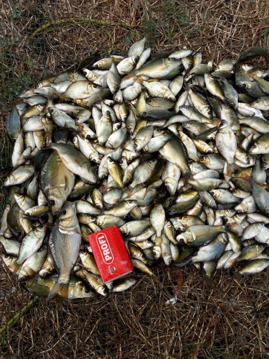 Puiet Crap Salbatic Vara  a  1  a. 2026 10 000 bucăți