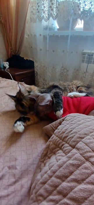 Продам Маин-Куна.