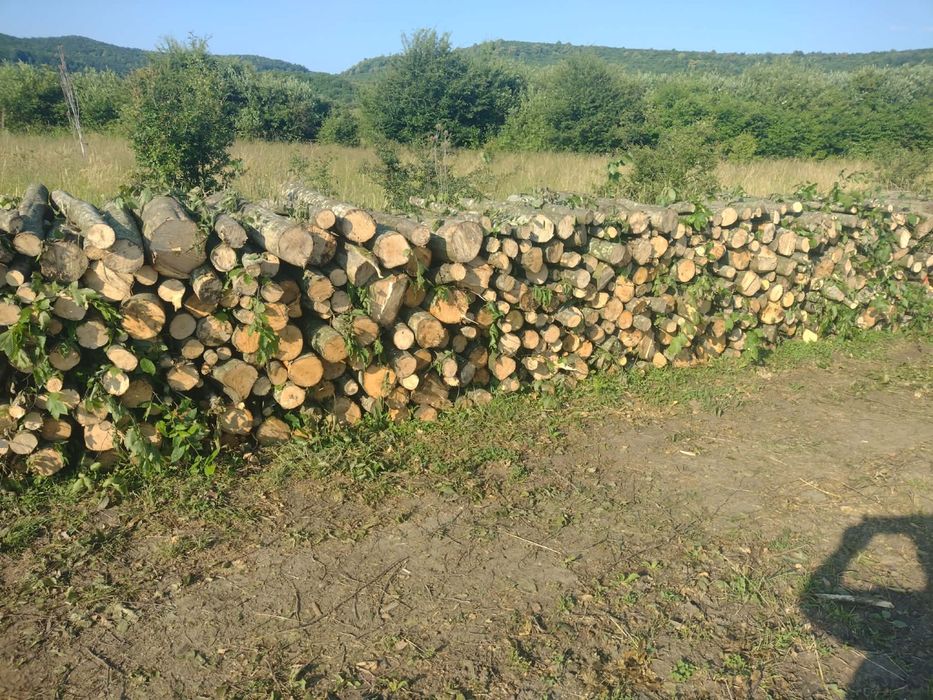 Lemne de foc carpen