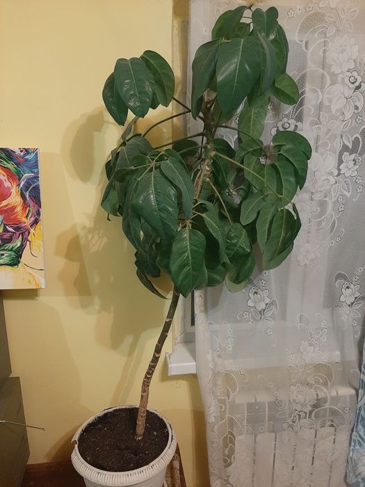 Продам растение Шеффлера