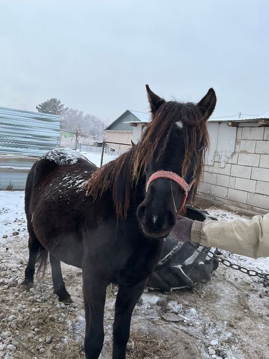 Продам кобылу обученую