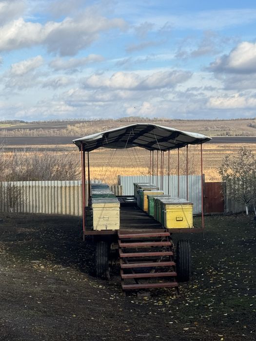 Цветочный мед (разнотравие)