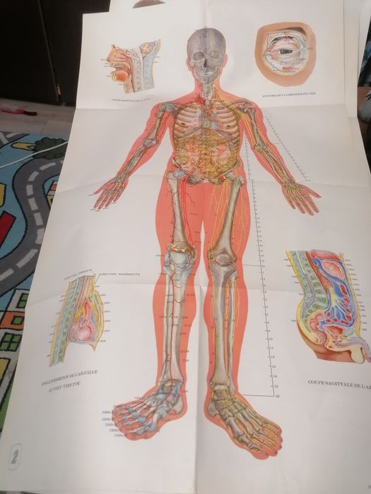 Carte acupunctură și cele 14 meridiane