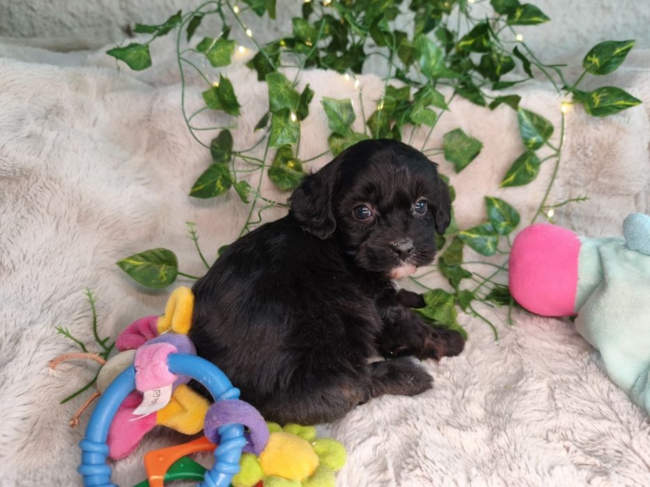 Vand fetita Cavapoo f1 black