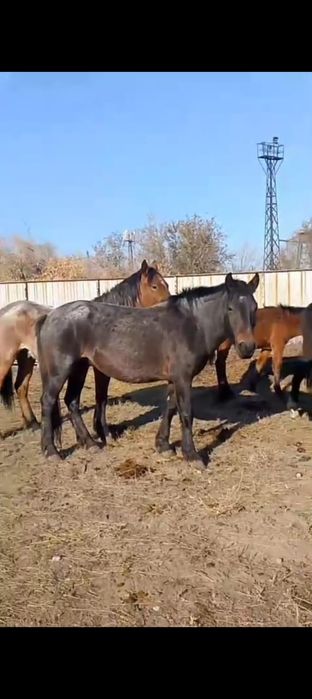 Қысыр бие сатамын