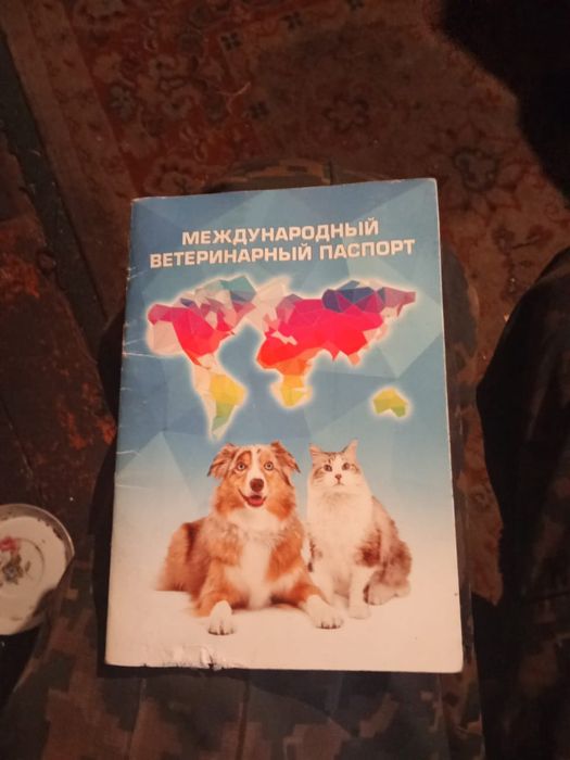 Лабрадор ретривер