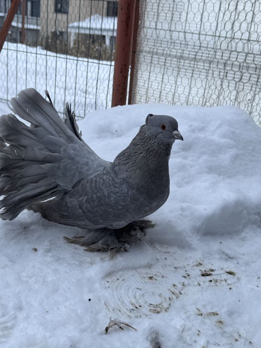 Vand porumbei Voltati Indieni