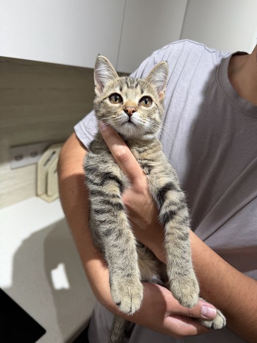 Котенок в добрые руки