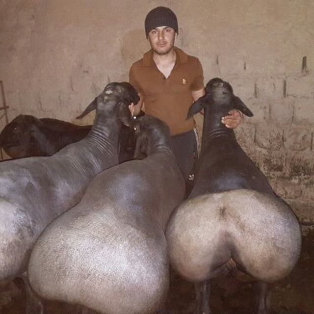 Qassob Qoʻylar ehsonlik va aqiqa uchun  1 kg 85000 ming tirik vaznga