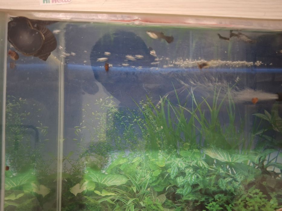 Аквариум с рыбками