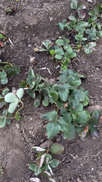 Продам клубнику Альбион