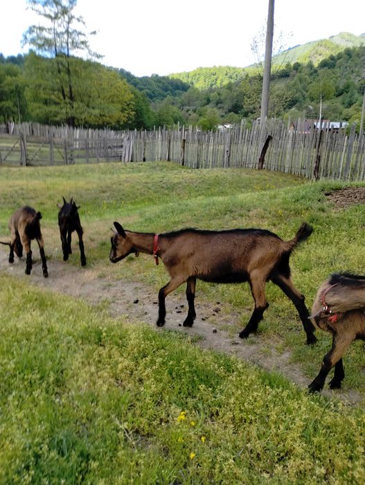 Ied/tapisor alpin francez din capră bună de lapte.