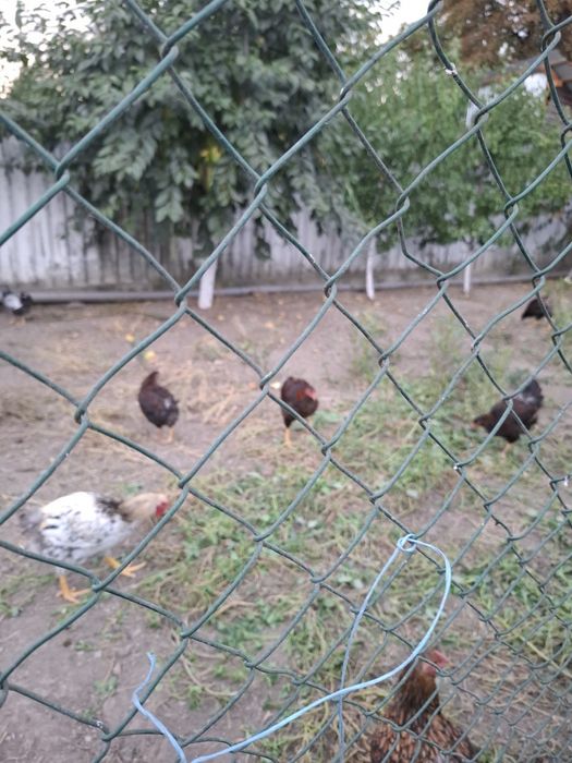 Vând Cocoși Wyandotte GSG