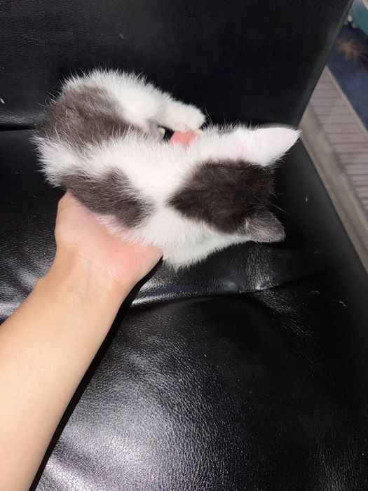 Отдам котенка в добрые руки