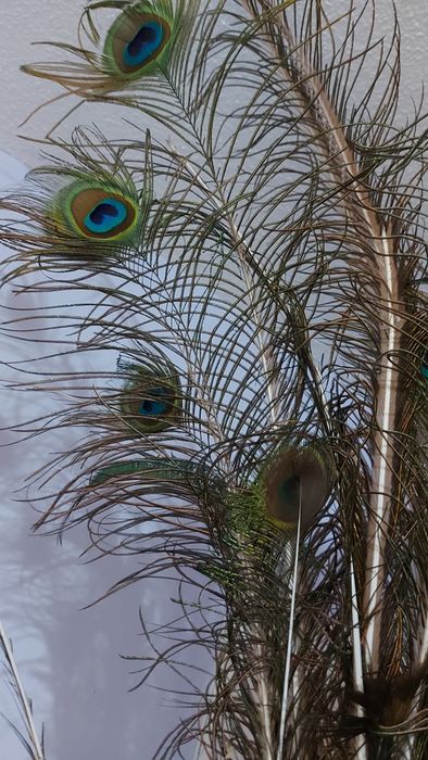 Перья Павлина настоящие