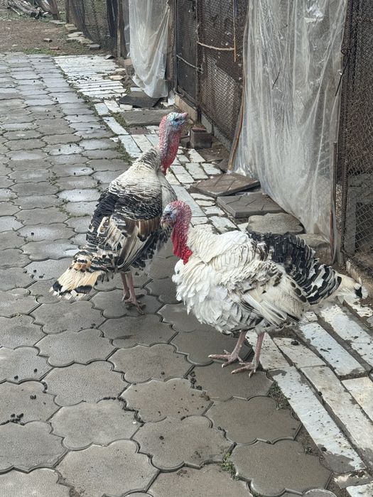 Kurka xo’roz 6.5kg so’yib beriladi