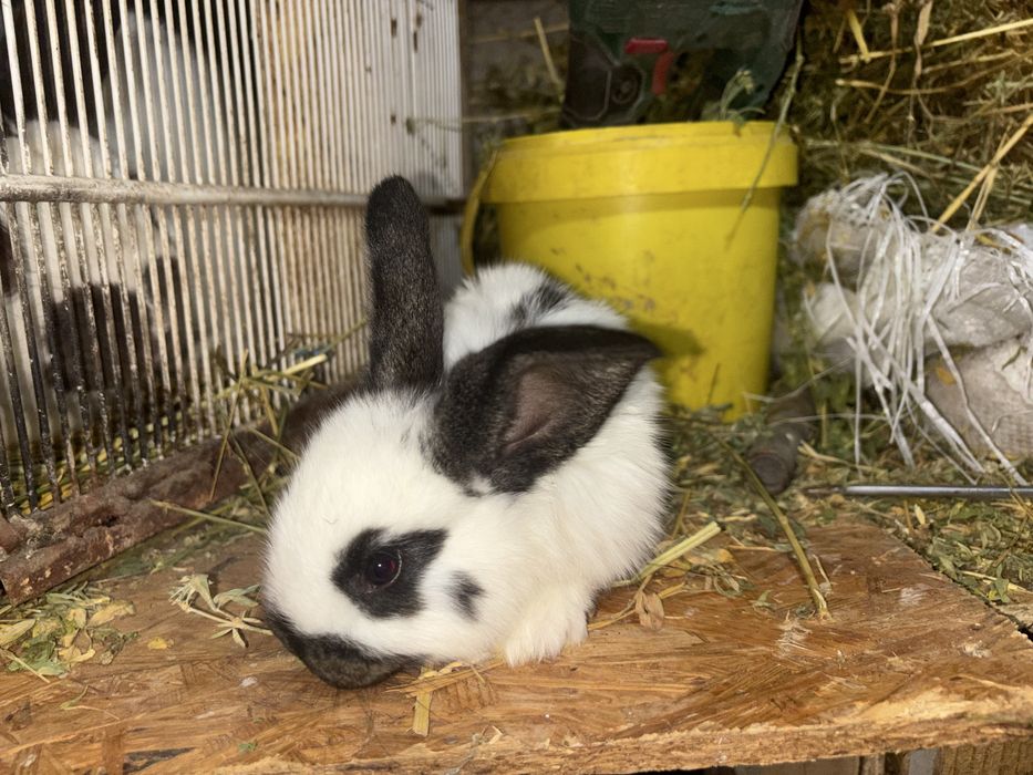 Vând pui de iepuri de rasă