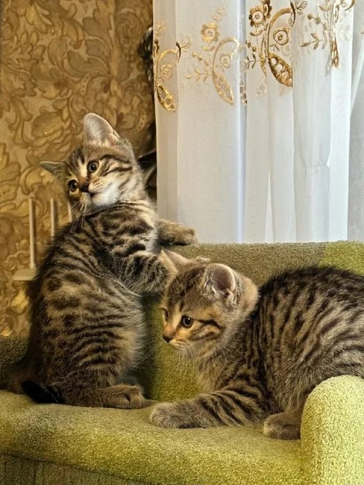 Чистокровненькие Котята