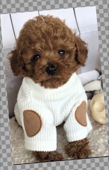 Пудел той /Poodle toy с генетични тестове на родителите с  родословие