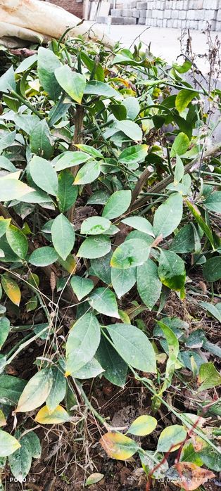 Limon ko'chat navi MIR