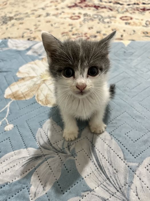 Две девочки-котёнка, 1,5 месяца.