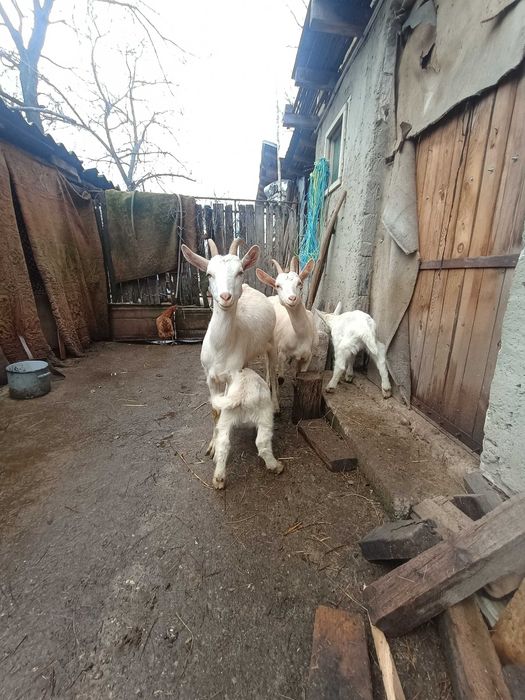 Vând capre cu iezi Sannen