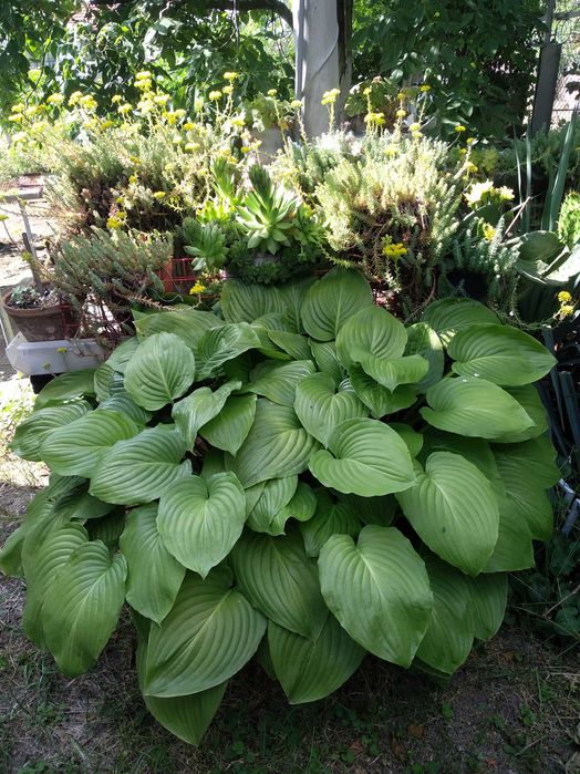 Кактус немръзне през зимата и цъфти жълто